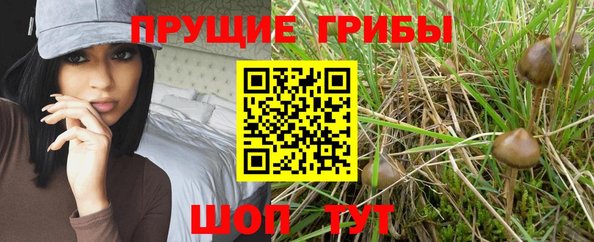 Псилоцибиновые грибы Psilocybe  Вход с VPN  Псилоцибиновые грибы GOLDEN TEACHER  Керчь 